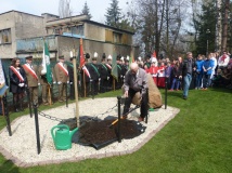 Dąb jubileuszowy