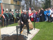 Dąb jubileuszowy
